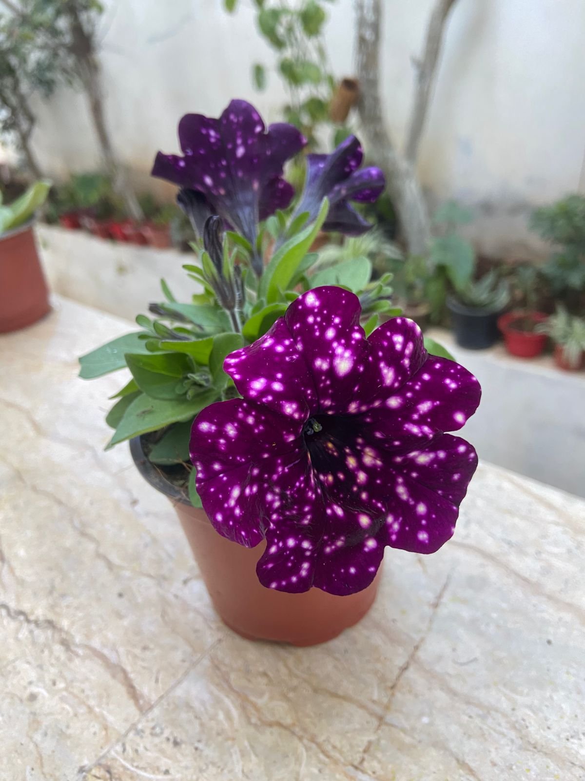 زهرة البتونيا