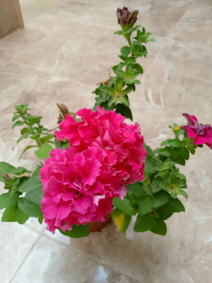 بيتونيا مكبسة🌸