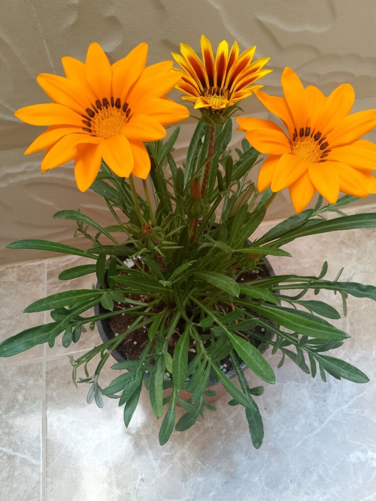 1000021399-1-scaled