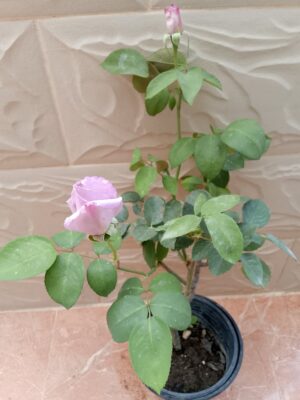 ورد جوري نهدي فاتح