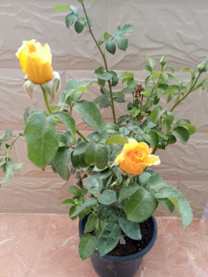 ورد جوري اصفر