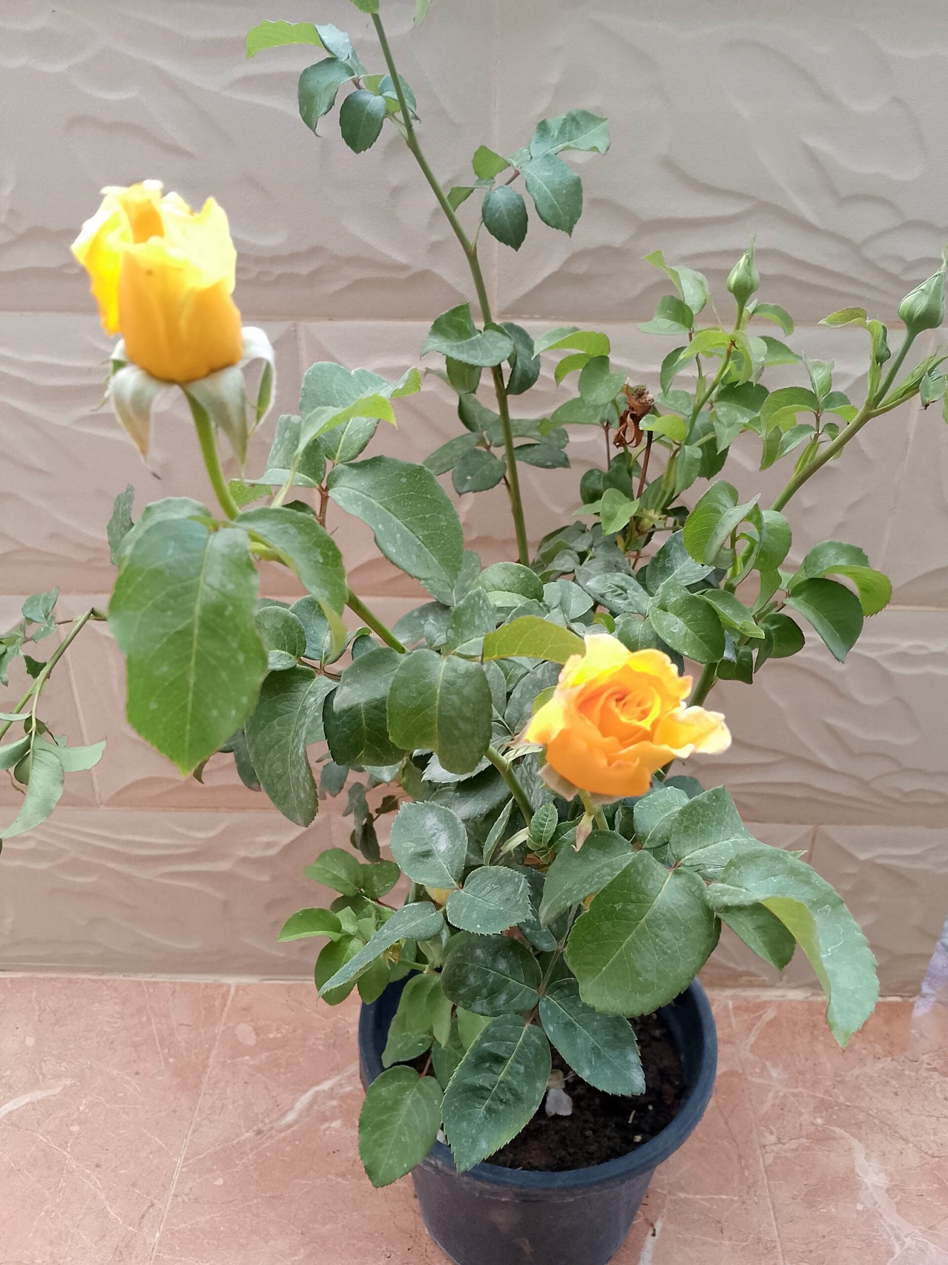 ورد جوري اصفر
