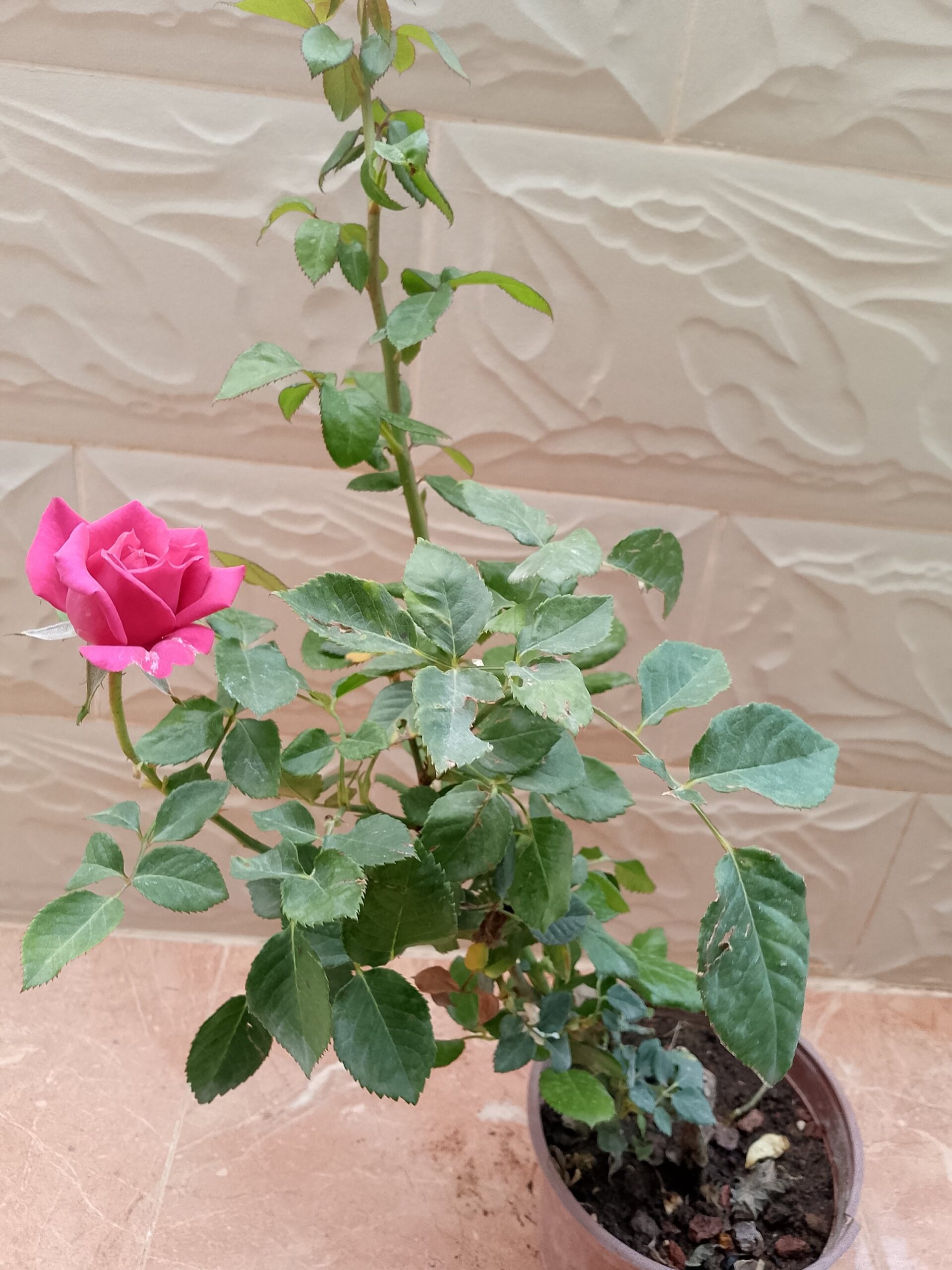 ورد جوري كبير فوشي