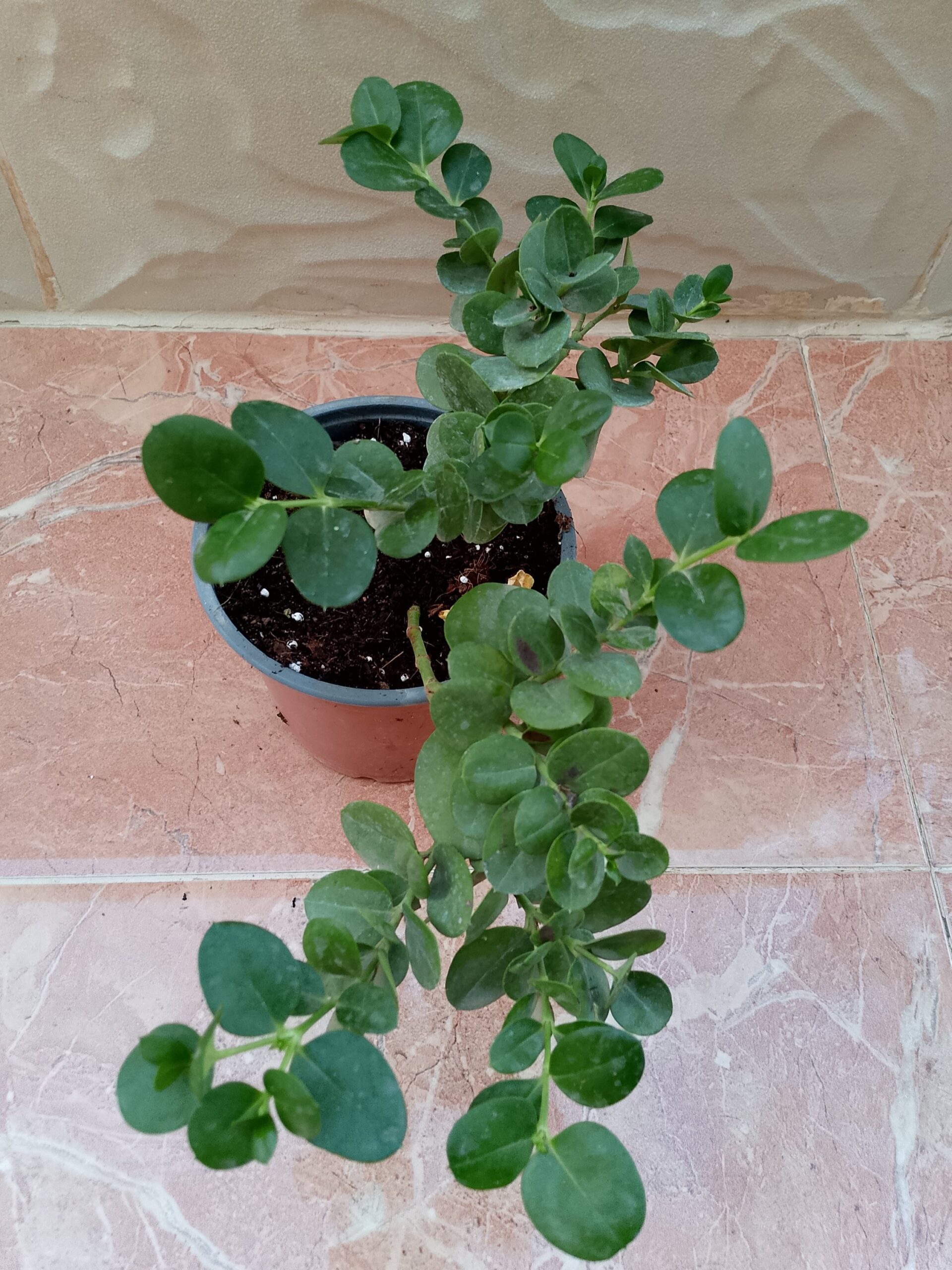 الياسمين الافريقي (كاريسيا)